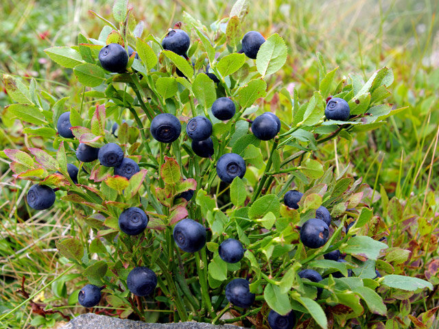 Co znamená Blueberry?