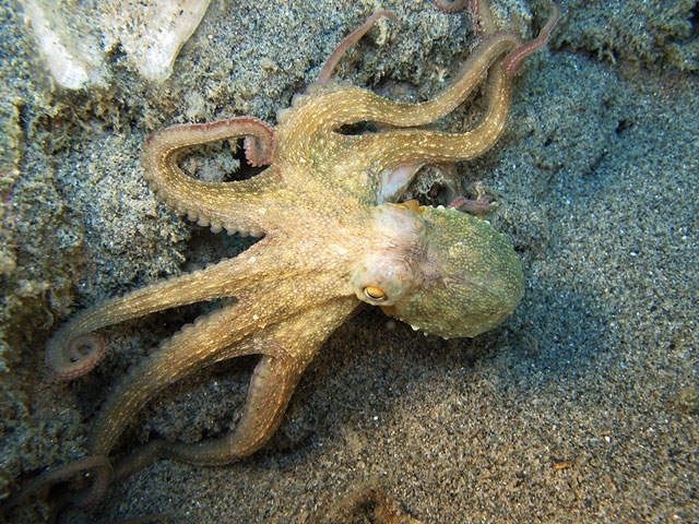 Co znamená výraz Octopus?